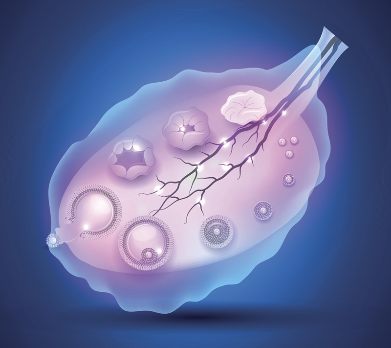 激素六项如何判断卵巢早衰？助孕必做的常规和胚胎等级评估!